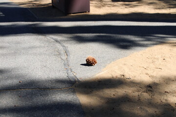 pinecone on the ground