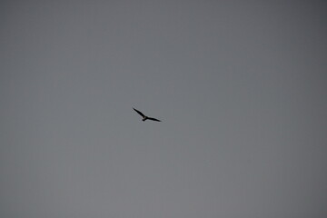 birds in flight