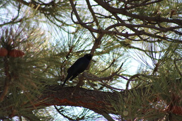 raven on tree