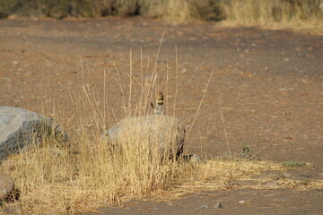 chipmunk in the sand