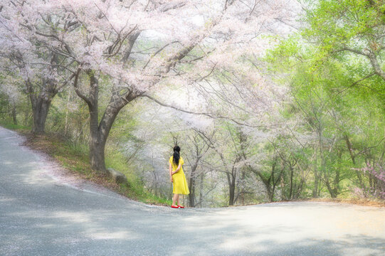 1,여자,치마,도로,언덕,벛꽃,벚나무,양촌리,고성군,경남
