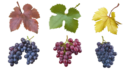 Vine Leaves and Red Grapes on Clear Background Generative AI
