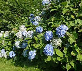 Beautiful Hydrangea bushes in full bloom in a garden in the UK