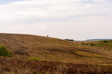 A field with a tree in the middle and a few sheep scattered around