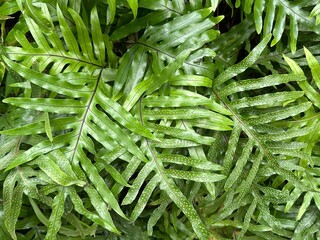 Green fern leaves with water droplets in natural light