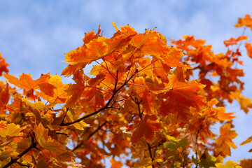 autumn leaves against sky