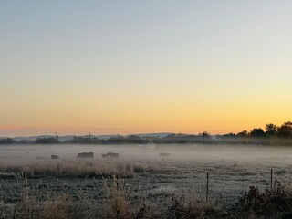 Cows in cold sunrise with some fog