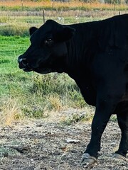 Black angus cow in the pasture