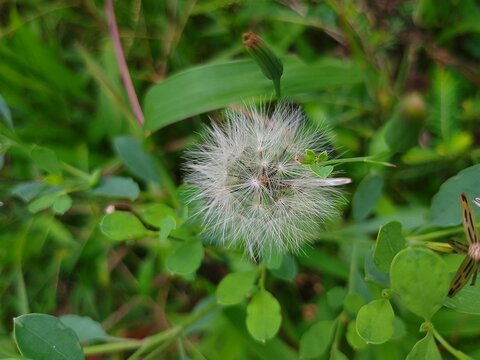 bolivian coriander in the garden