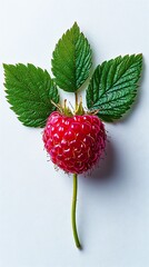 Single raspberry perfectly plump and detailed standing alone on a clean white background