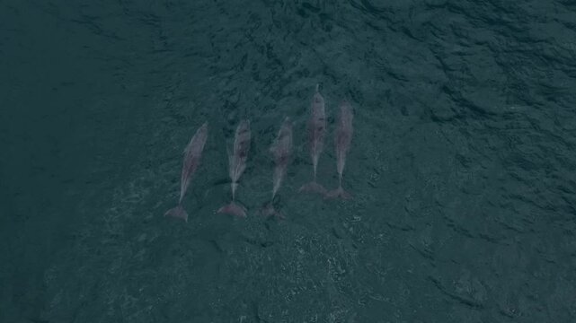 Aerial view of small group of dolphins in water of Indian Ocean. Cloudy weather. Sumba island. Indonesia. View from above