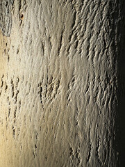 Unique texture patterns on a tree bark illuminated by soft light in a natural environment