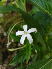 Fototapeta premium hippobroma longiflora in the garden