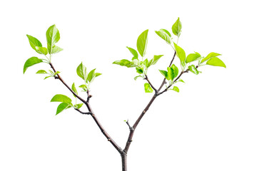 Fototapeta premium Fresh green leaves sprouting from a young branch in springtime growth environment isolated on transparent background