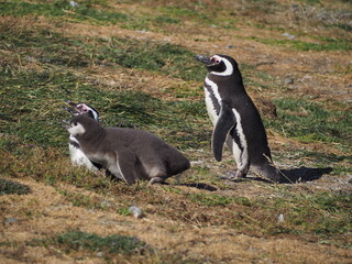 Isla Magdalena, Chile