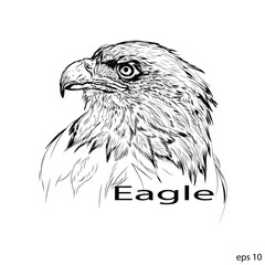 Eagle painting or sketch with detailed lines, vector illustration