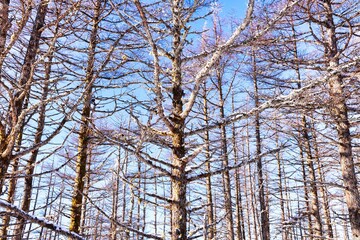 冠雪の八ヶ岳連峰の美ヶ原高原の樹木