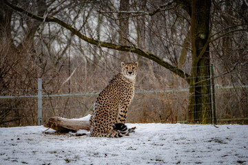 cheetah in the snow © Yonge Street Artist