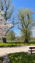 Obraz premium A warm spring day on an island near Toronto with cherry blossoms