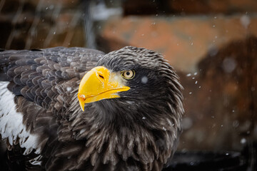 Portrait of a Falcon