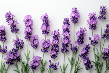 Naklejka premium Purple lavender flowers arranged on white.