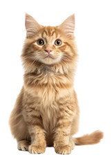Obraz premium PNG Turkish Angora cat background kitten angora.