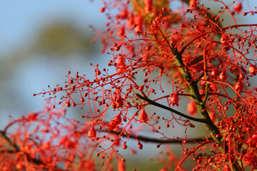 Close-up textured background of a red flame tree