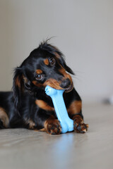 Cute dachshund dog playing with a blue toy with a white background, Copy space