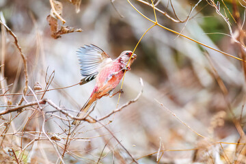 雄の
飛翔する可愛いベニマシコ（アトリ科）
英名学名：Long-tailed Rosefinch (Uragus sibiricus)
神奈川県清川村早戸川林道2025年
