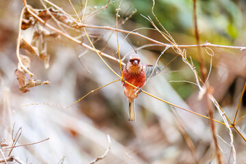 雄の
飛翔する可愛いベニマシコ（アトリ科）
英名学名：Long-tailed Rosefinch (Uragus sibiricus)
神奈川県清川村早戸川林道2025年
