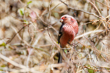 雄の
飛翔する可愛いベニマシコ（アトリ科）
英名学名：Long-tailed Rosefinch (Uragus sibiricus)
神奈川県清川村早戸川林道2025年
