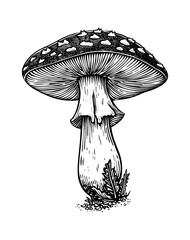 mushroom amanita engraving black and white outline