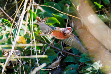 雄の
飛翔する可愛いベニマシコ（アトリ科）
英名学名：Long-tailed Rosefinch (Uragus sibiricus)
神奈川県清川村早戸川林道2025年
