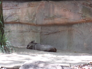 wombat in the zoo