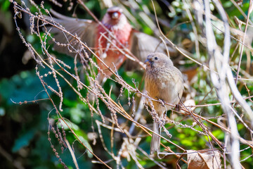 ペアで
食事中の可愛いベニマシコ（アトリ科）
英名学名：Long-tailed Rosefinch (Uragus sibiricus)
神奈川県清川村早戸川林道2025年
