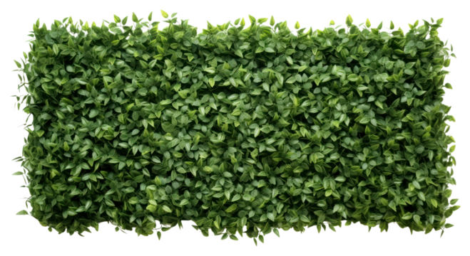 PNG Green hedge wall background leaves leaf.