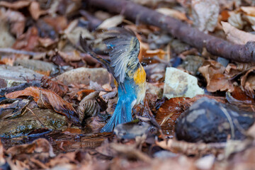 水浴びする
幸せの青い鳥、可愛いルリビタキ（ヒタキ科）
英名学名：Red-flanked Bluetail (Tarsiger cyanurus)
神奈川県清川村、早戸川林道-2025年
