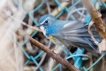 水浴びする
幸せの青い鳥、可愛いルリビタキ（ヒタキ科）
英名学名：Red-flanked Bluetail (Tarsiger cyanurus)
神奈川県清川村、早戸川林道-2025年
