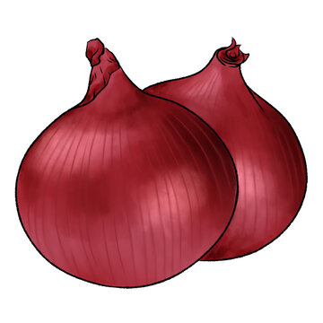 Red onion (Allium cepa L.) illustration on transparent background 
