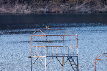 休憩する美しいミサゴ（タカ科）
英名学名：osprey (Pandion...