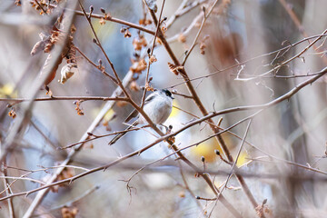 もふもふで可愛いエナガ（エナガ科）
英名学名：long-tailed tit (Aegithalos caudatus)
神奈川県清川村、早戸川林道-2025年
