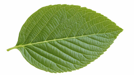 Single green leaf, detailed veins, isolated on white, botanical study, perfect for nature websites