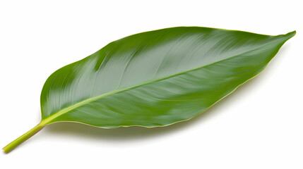Fototapeta premium Single green leaf isolated on white background, perfect for design elements or natural textures