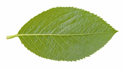 Single green leaf isolated on white background; perfect for nature, botany, or design projects