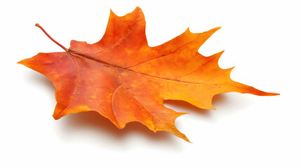 Obraz premium Single orange autumn leaf isolated on white background; ideal for fall-themed designs
