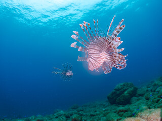 美しく大きなハナミノカサゴ（ミノカサゴ亜科）他。
英名学名：Red Lionfish (Pterois volitans)
岩場に集まる、美しいソラスズメダイ（スズメダイ科）他の群れ。
英名学名：Heavenly Damselfish (Pomacentrus coelestis)
静岡県伊豆半島賀茂郡南伊豆町中木ヒリゾ浜2024年
