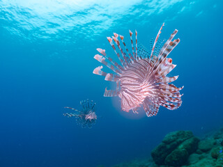 美しく大きなハナミノカサゴ（ミノカサゴ亜科）他。
英名学名：Red Lionfish (Pterois volitans)
岩場に集まる、美しいソラスズメダイ（スズメダイ科）他の群れ。
英名学名：Heavenly Damselfish (Pomacentrus coelestis)
静岡県伊豆半島賀茂郡南伊豆町中木ヒリゾ浜2024年
