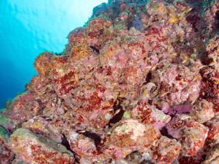 美しいキンセンイシモチ（テンジクダイ科）他の幼魚の群れ。
英名学名：Southern orange-lined cardinal fish (Ostorhinchus properuptus)
静岡県伊豆半島賀茂郡南伊豆町中木ヒリゾ浜2024年
