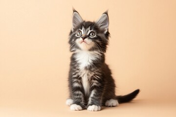 Obraz premium Adorable Maine Coon kitten sitting on beige background, looking up.