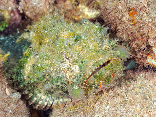 岩の間で完璧な擬態をする、美しいサツマカサゴ（フサカサゴ科）他。
英名学名：Humpbacked scorpionfish, Yellowfin scorpionfish, Scorpaenopsis neglecta 
静岡県伊豆半島賀茂郡南伊豆町中木ヒリゾ浜2024年
